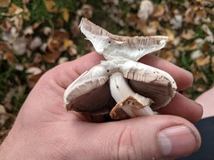 Agaricus