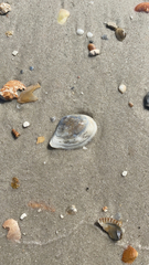 Austromacoma constricta