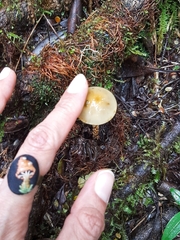 Leratiomyces squamosus squamosus