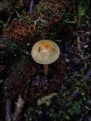Leratiomyces squamosus squamosus