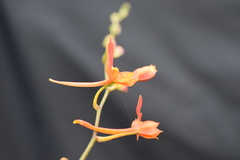 Comparettia coccinea
