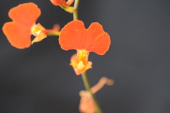 Comparettia coccinea