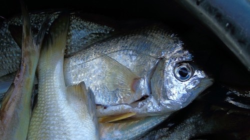Peruvian mojarra (Diapterus peruvianus) — Gerreidae