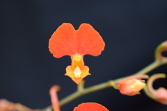 Comparettia coccinea