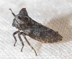 Microcentrus perditus