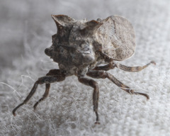 Microcentrus perditus