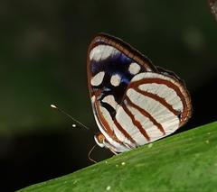 Dynamine chryseis