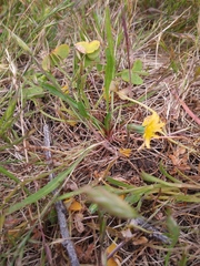 Microseris bigelovii