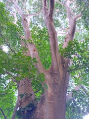 Albizia niopoides