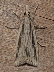 Platytes platysticha