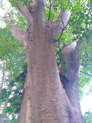 Albizia niopoides