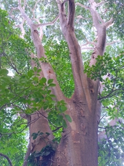Albizia niopoides