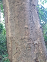 Albizia niopoides