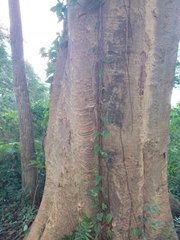 Albizia niopoides