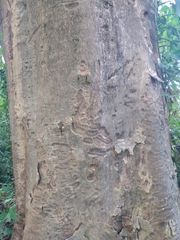 Albizia niopoides