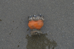 Actinostella bradleyi