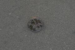 Actinostella bradleyi