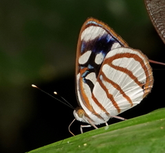 Dynamine chryseis