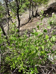 Ageratina calaminthifolia