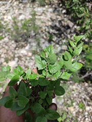 Ageratina calaminthifolia