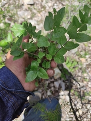 Ageratina calaminthifolia