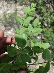 Ageratina calaminthifolia