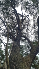 Eucalyptus umbra