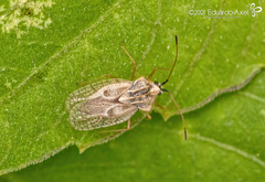 Gargaphia patricia