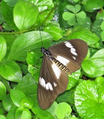 Acraea aganice aganice
