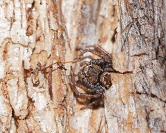 Tharpyna campestrata