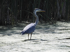 Ardea herodias