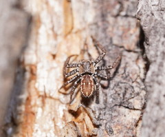 Tharpyna campestrata