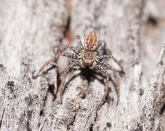 Tharpyna campestrata