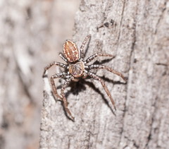 Tharpyna campestrata