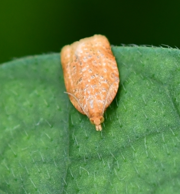 Clepsis metalleta