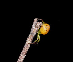 Tharrhalea pulleinei