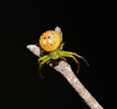 Tharrhalea pulleinei