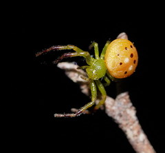 Tharrhalea pulleinei