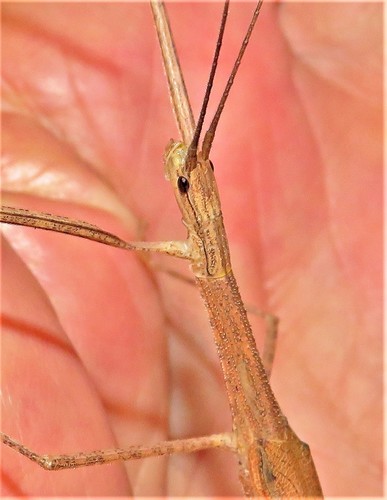 Pinkwing Stick Insect