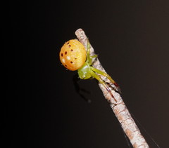 Tharrhalea pulleinei