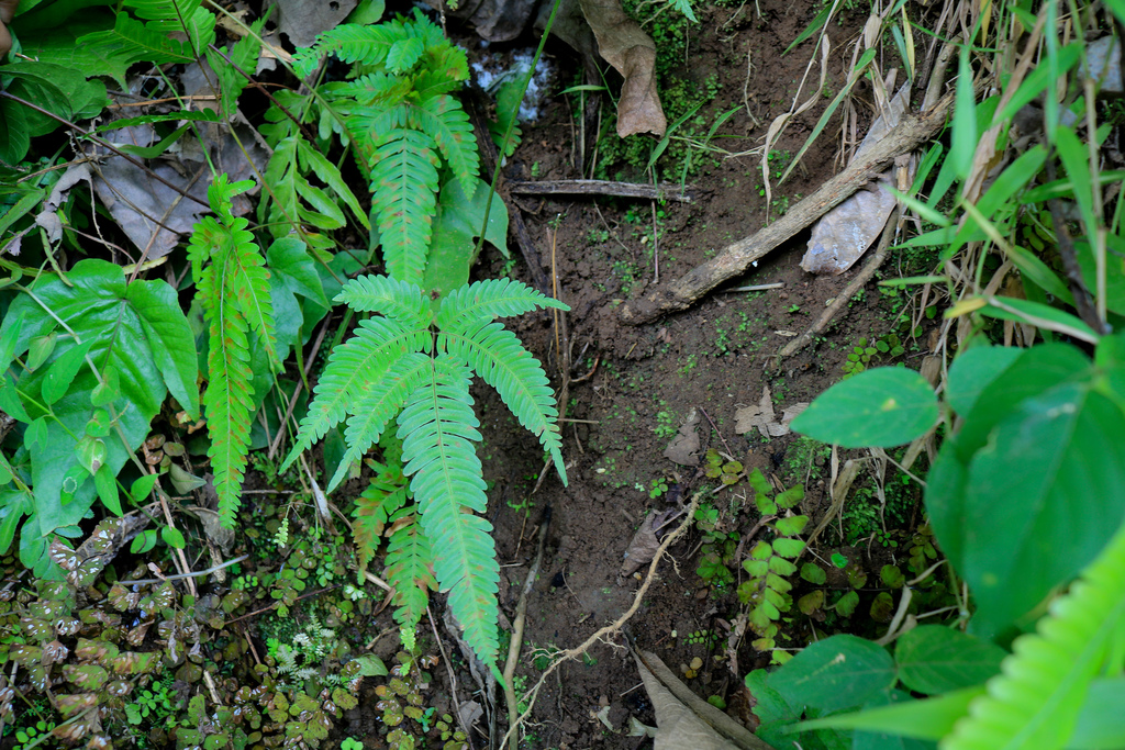Pteris longipinnula (Pteris longipinnula)
