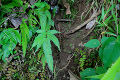 Pteris longipinnula