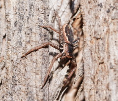 Tharpyna campestrata