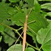 Pink-winged Stick Insect - Photo (c) Peter Vos, some rights reserved (CC BY-NC)