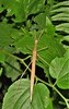 Pink-winged Stick Insect - Photo (c) Peter Vos, some rights reserved (CC BY-NC), uploaded by Peter Vos