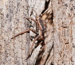 Tharpyna campestrata