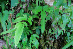 Pteris longipinnula