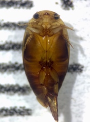 Laccophilus proximus