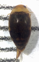 Laccophilus proximus