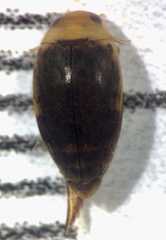 Laccophilus proximus